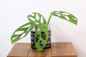 Fakta menarik Janda Bolong, tanaman hias tembus ratusan juta rupiah