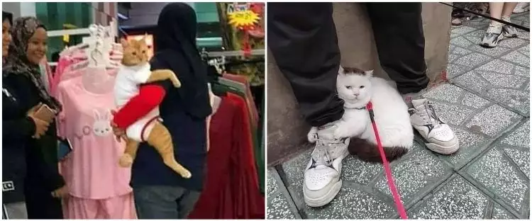 11 Momen lucu kucing 'nempel' dengan manusia, manja abis