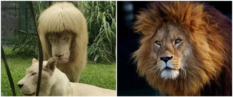 Singa ini punya gaya rambut bak manusia, potongan rapi dan punya poni