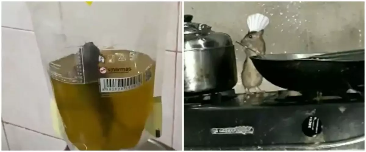 12 Momen kelakuan tikus di rumah, bikin geleng-geleng kepala