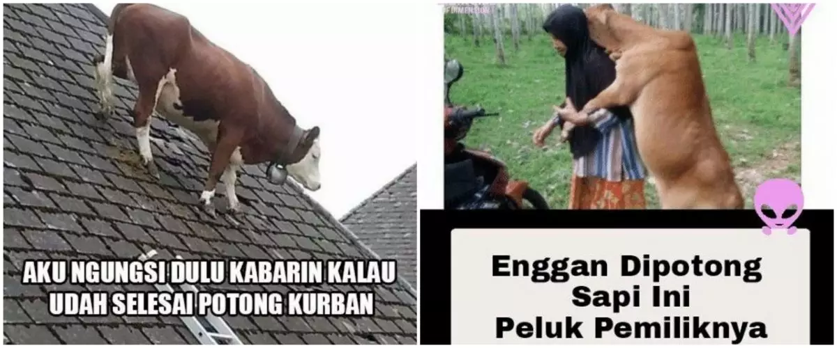 17 Meme kocak perilaku hewan kurban ini bikin kasihan sekaligus ngakak