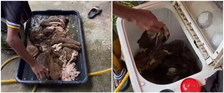 Aksi nyeleneh pria bersihkan jeroan hewan kurban pakai mesin cuci