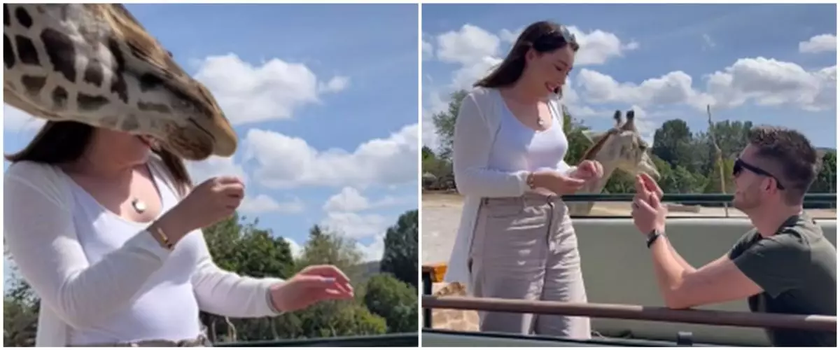 Dilamar di taman safari, wanita ini hampir terjungkal 