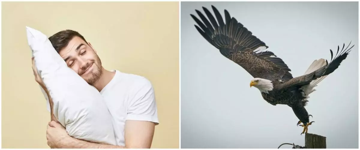 9 Arti mimpi burung elang, menggambarkan perubahan hidup