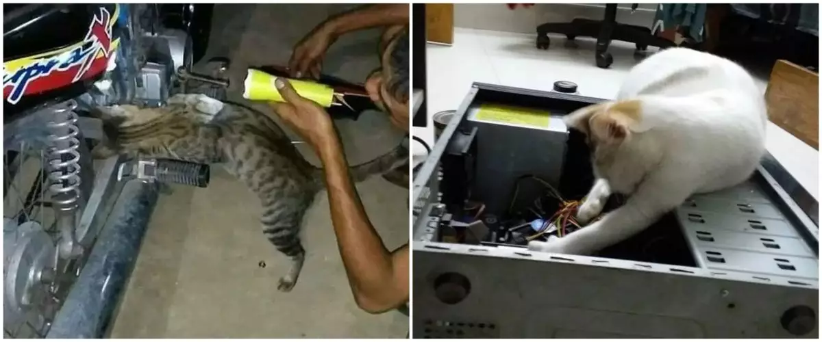 11 Potret aksi nyeleneh kucing jadi tukang reparasi, bikin gemes