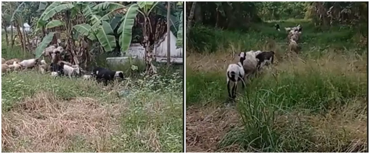 Bukan dihalau, cara penggembala masukkan kambing ke kandang ini unik
