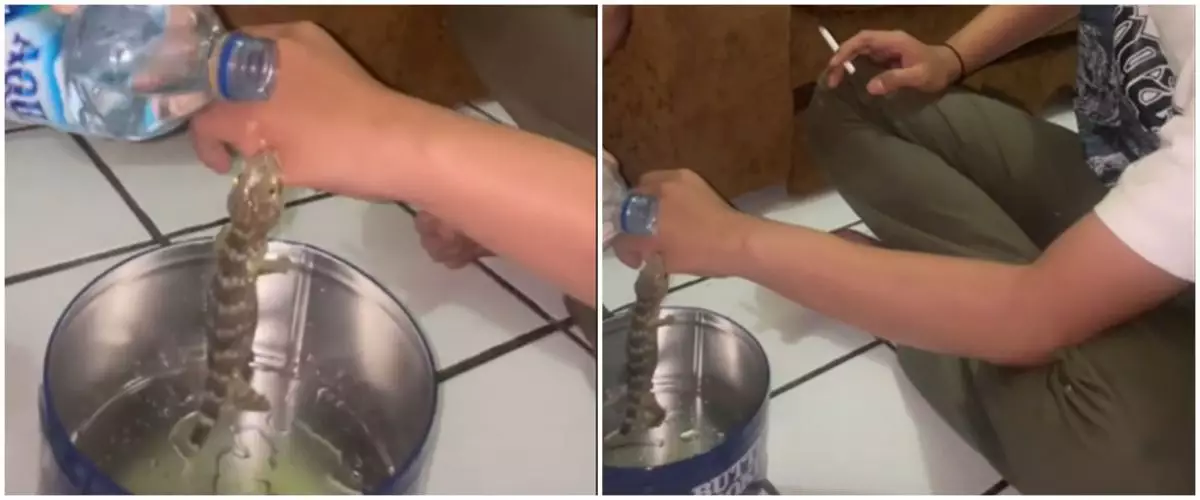 Cara pria lepaskan gigitan tokek dari jarinya ini bikin geregetan