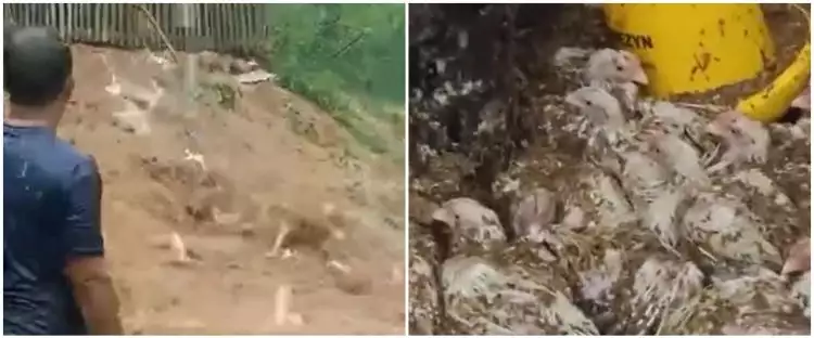 Momen pilu peternak di Cianjur cuma bisa nangis lihat ayam-ayamnya hanyut terbawa banjir