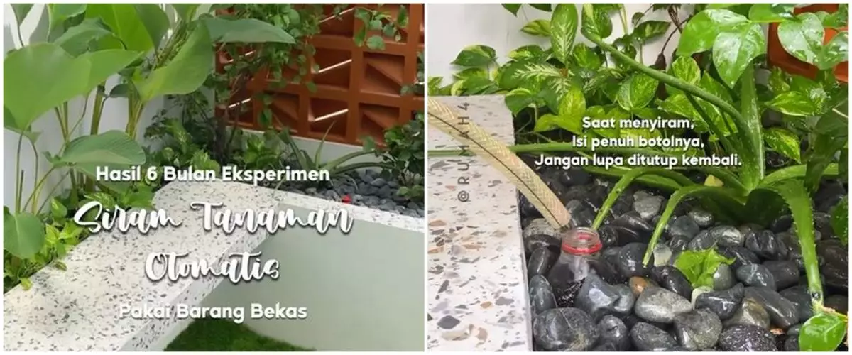 Antiribet dan hemat, begini cara siram tanaman otomatis dengan metode infus hanya gunakan botol bekas
