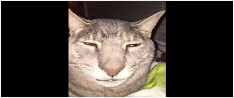11 Potret kocak kucing selfie ini posenya gemesin abis, jadi pengen cubit