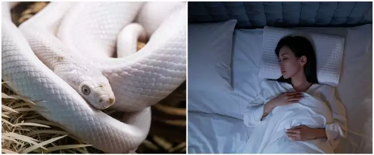 11 Arti mimpi ular putih menurut primbon Jawa, bisa jadi tujuan segera tercapai