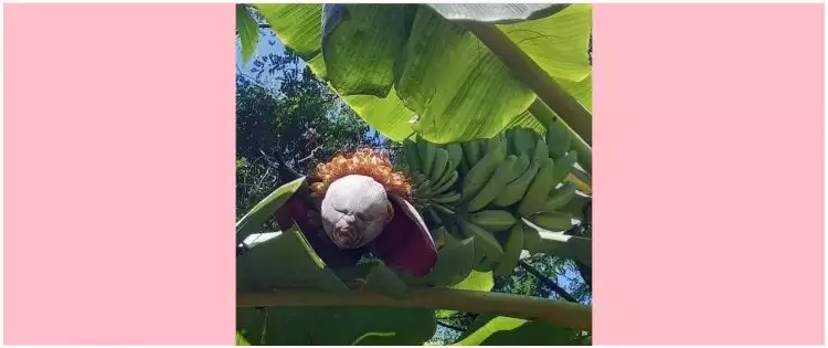 11 Potret kocak penampakan pohon pisang ini sekilas bikin kaget, endingnya malah nyengir