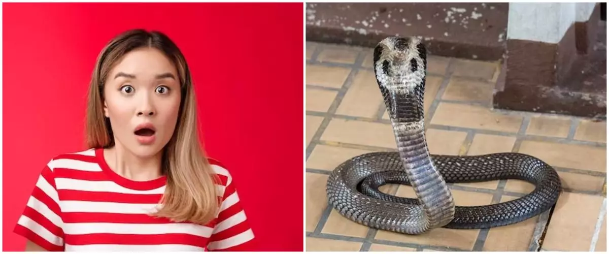 15 Arti mimpi banyak ular di rumah menurut Islam, pertanda akan datangnya banyak peringatan