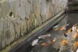 Selokan Cantik Klaten Ala Jepang