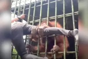 Pria ini ditarik orangutan karena terobos pembatas kandang, cuma demi 
