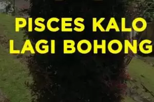 Pisces Kalo Lagi Bohong