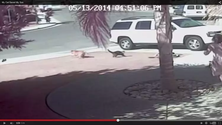 VIDEO: Aksi heroik kucing selamatkan bocah dari sergapan anjing buas