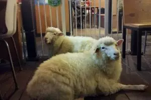 Unik, cafe di Korea Selatan gunakan domba untuk tarik pengunjung