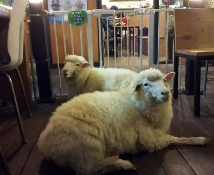 Unik, cafe di Korea Selatan gunakan domba untuk tarik pengunjung