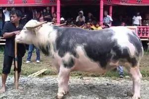 5 Fakta kerbau Toraja yang bikin kita terkaget-kaget