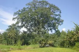 Stttt....kamu terancam gak bisa pulang jika main ke dukuh ini