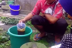 Di tangan dosen UGM ini urin sapi suburkan tanah Merapi