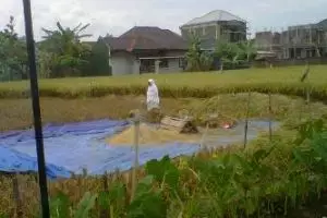 Foto seorang nenek sholat di tengah sawah saat panen bikin haru