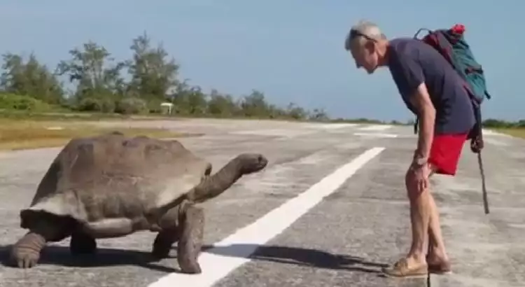 VIDEO: Di-shoot saat ciuman, kura-kura ini marah dan kejar wartawan