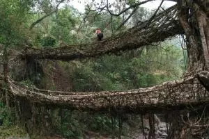 Keren, jembatan Suku Baduy terbuat dari akar tanpa alat perekat