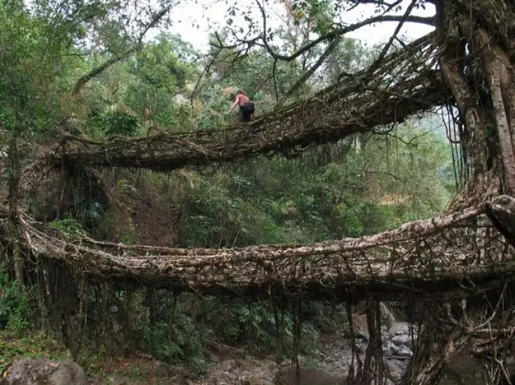 Keren, jembatan Suku Baduy terbuat dari akar tanpa alat perekat