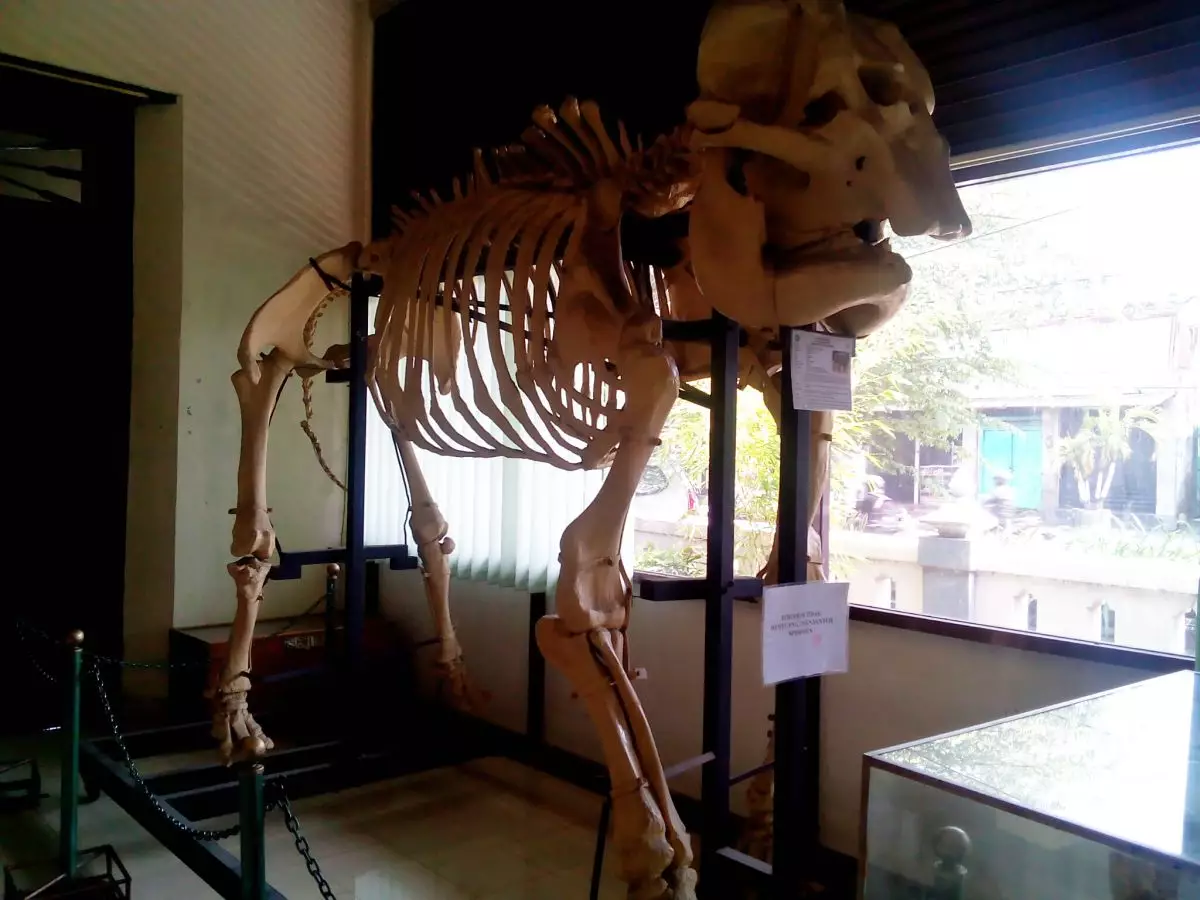 Digali kuburnya, gajah Nyi Bodro