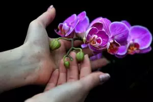 Keren, mahasiswa ini kantongi 70 spesies anggrek dari Halmahera 