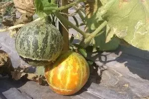 Melon temuan Budi Daryono cs ini bisa jadi parfum