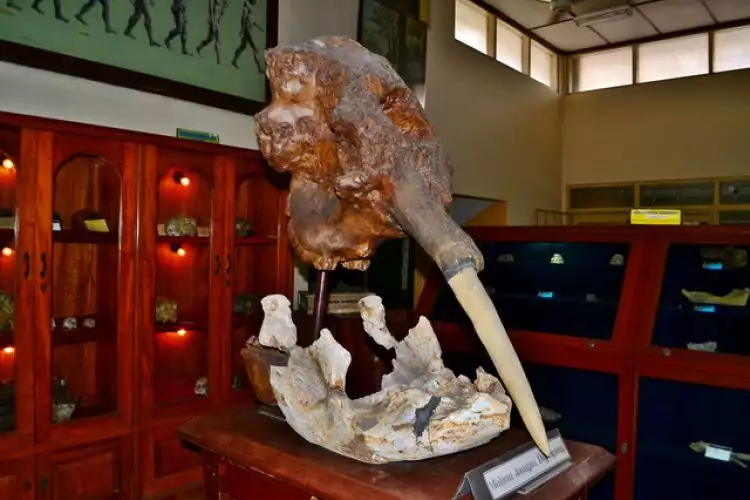 Fosil Mastodon yang hebohkan dunia pada 2014 ada di Indonesia