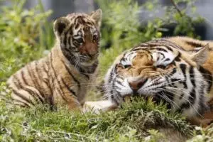 Heboh kabar harimau gondol mayat masuk goa di Gunung Kidul