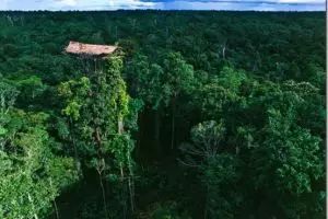 Suku di Papua ini tinggal di rumah pohon tertinggi di dunia, 50 meter