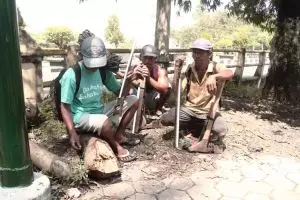 Risiko jadi blandong, jatuh dari pohon hingga kesetrum listrik