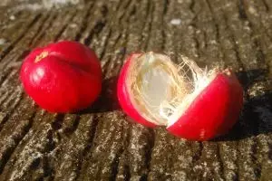 7 Fakta tentang buah Simalakama yang tak kamu ketahui