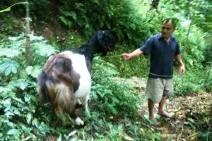 Aneh tapi nyata, kambing hidup tanpa tulang rusuk