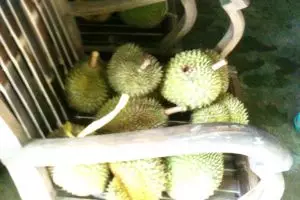 Memanjakan lidah dengan durian Kaligesing