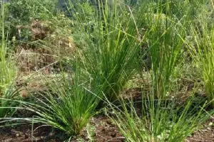 Fakta mengagumkan, rumput ini bisa menjadi pencegah longsor