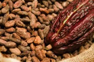 Ternyata kulit dan daging kakao punya daya antioksidan tinggi