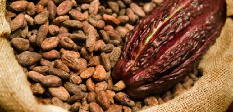 Ternyata kulit dan daging kakao punya daya antioksidan tinggi