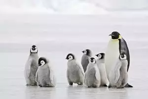 Potret perhatian hewan pejantan pada anaknya ini bikin haru