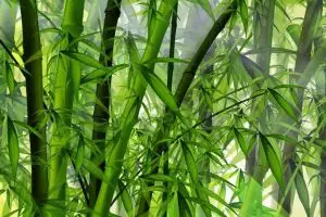 Wow, petani bambu Lebak bisa kantongi pendapatan Rp 15 juta/bulan