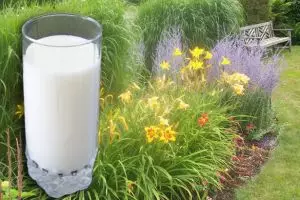 Susu ternyata bisa menyuburkan tanaman