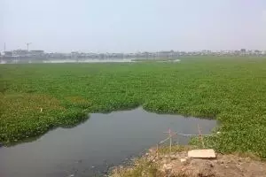 Kamu peduli lingkungan? Ayo atasi pencemaran dengan tanaman ini