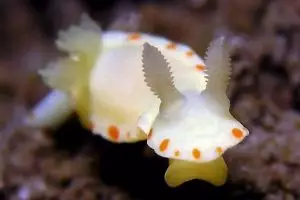 Mahasiswa UGM manfaatkan kelinci laut jadi obat antikanker, top!