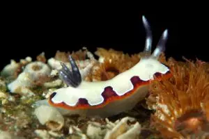 Mengenal hewan lucu kelinci laut, si penangkal bakteri dan kanker