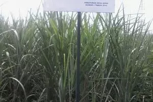 Tangkap pembuang sampah sembarangan di desa ini, dihadiahi Rp 200 ribu